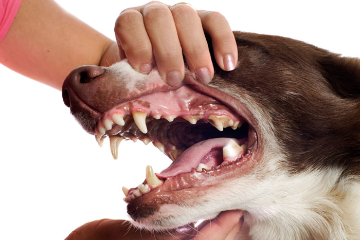 Dentistry